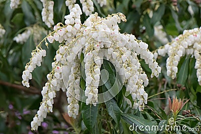 Japanese andromeda Pieris japonica Forest Flame, small white flowers Stock Photo